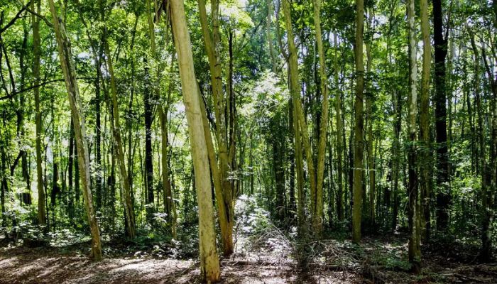 Câmara aprova regras menos rígidas para plantação de eucalipto